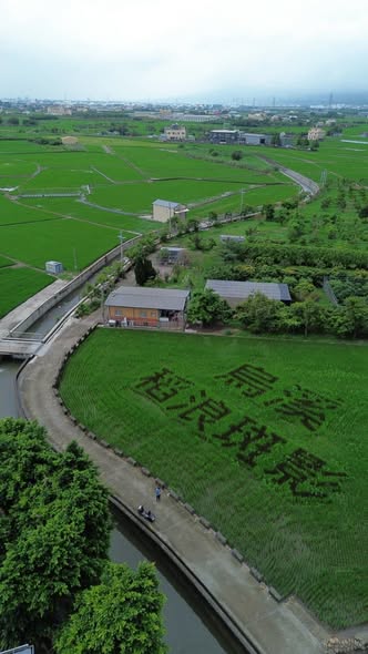 稻浪斑影」照片2