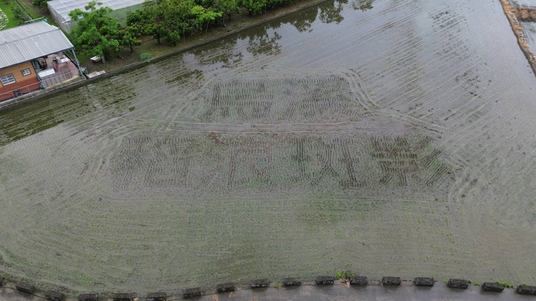 稻浪斑影」照片3